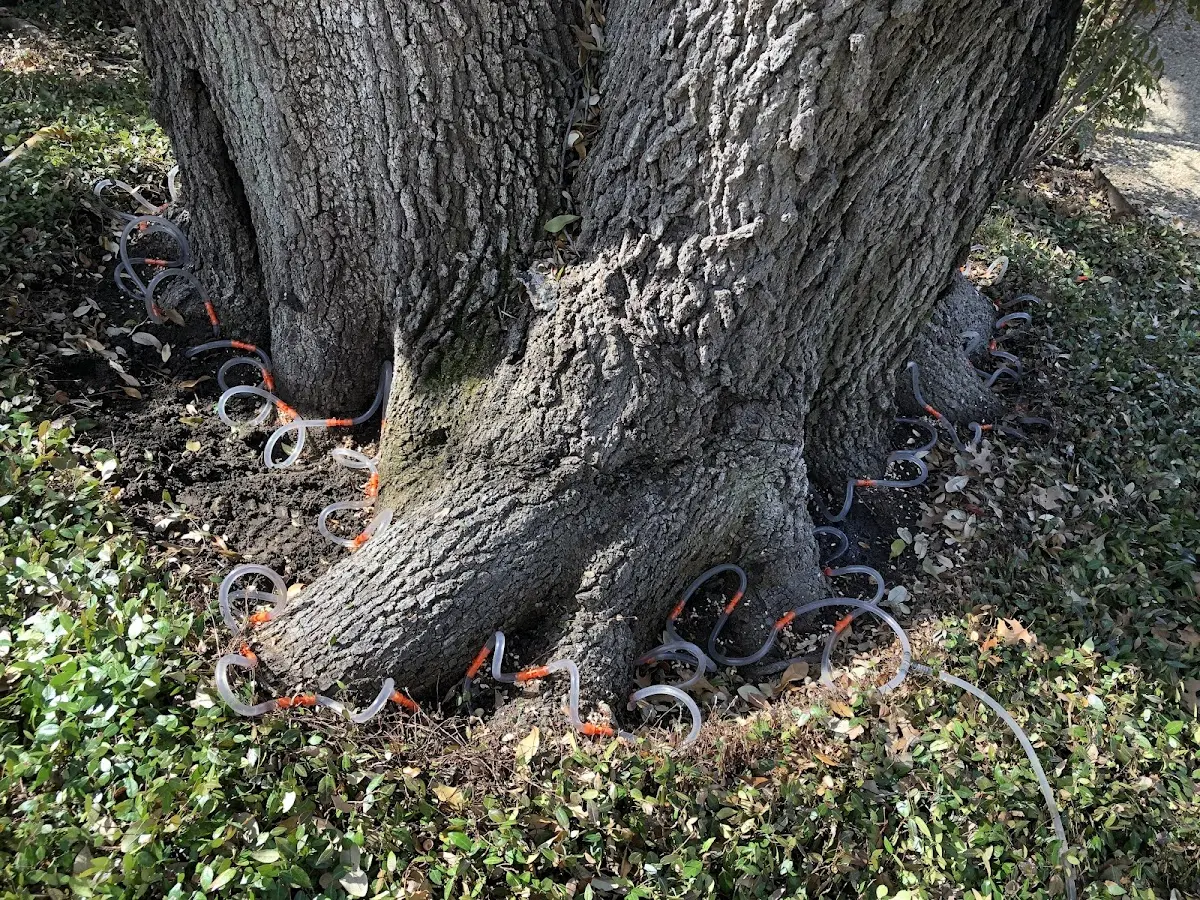 Detailed Tree Cabling and Bracing job site in Roscoe