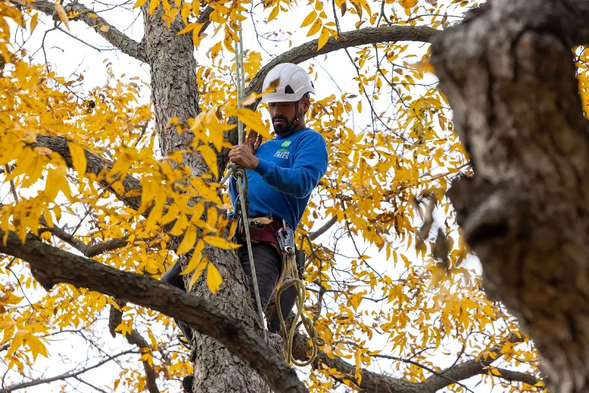 Skilled Storm Damage Cleanup crew working in Roscoe